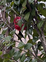 Aethopyga christinae