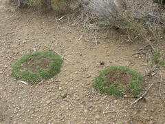 Schoenus breviculmis