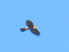 Accipiter rufiventris