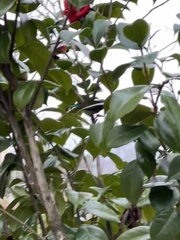 Aethopyga christinae