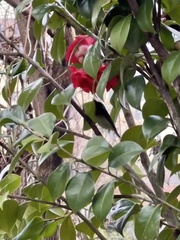 Aethopyga christinae