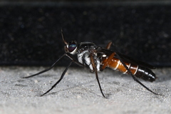 Phycus insignis