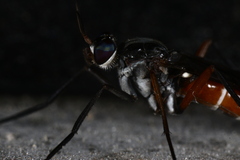 Phycus insignis