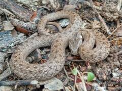 Macroprotodon mauritanicus
