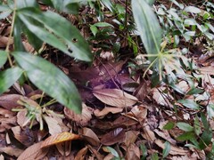 Dracaena surculosa