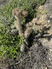 Cylindropuntia prolifera