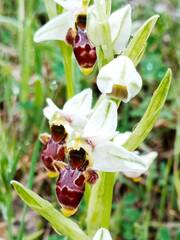 Ophrys scolopax