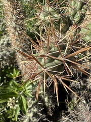 Cylindropuntia prolifera