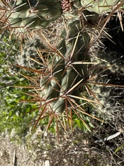 Cylindropuntia prolifera