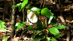 Papilio dardanus