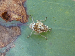 Brunotartessus fulvus