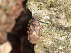 Oxycarenus modestus
