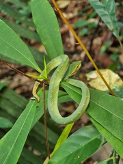 Tropidolaemus wagleri