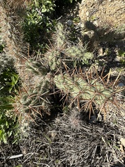 Cylindropuntia prolifera