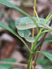 Tropidolaemus wagleri