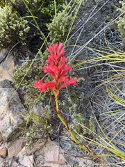 Tritoniopsis triticea
