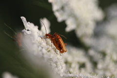 Cantharis melaspoides