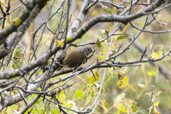 Trochalopteron lineatum