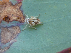 Brunotartessus fulvus