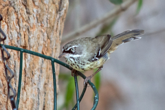 Sericornis maculatus