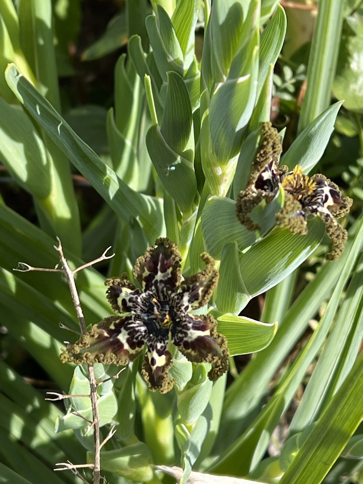 Ferraria crispa