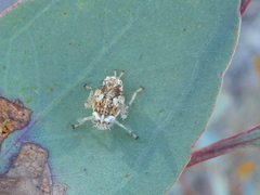 Brunotartessus fulvus