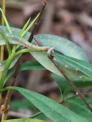 Tropidolaemus wagleri