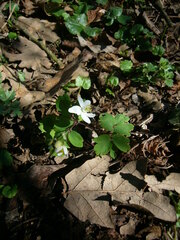 Isopyrum thalictroides