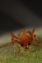 Cantharis melaspoides