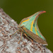 Thorn Treehoppers - Photo (c) Greg Lasley, some rights reserved (CC BY-NC), uploaded by Greg Lasley