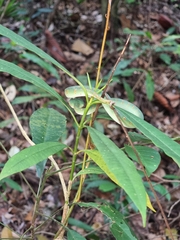 Tropidolaemus wagleri