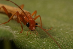 Cantharis melaspoides