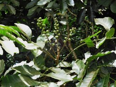 Aphanamixis polystachya