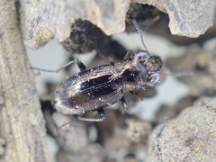 Notiophilus rufipes