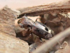 Notiophilus rufipes