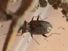 Notiophilus rufipes