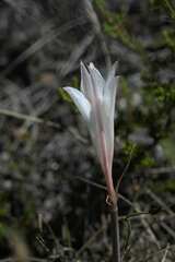 Cyrtanthus novus-annus