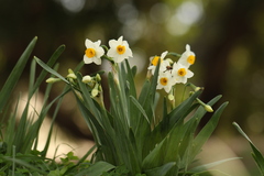 Narcissus tazetta