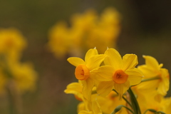 Narcissus tazetta