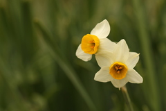 Narcissus tazetta