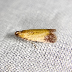 Nephopterix chryserythra