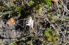 Cyrtanthus novus-annus