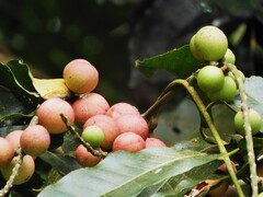 Aphanamixis polystachya