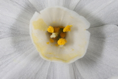 Narcissus tazetta