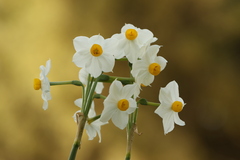 Narcissus tazetta