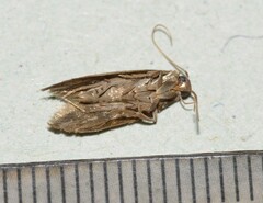 Scythris