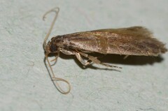 Scythris