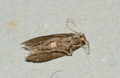 Scythris