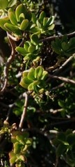 Pachysedum