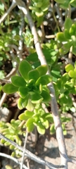 Pachysedum
